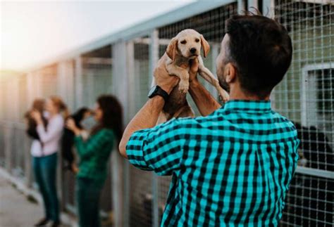  Adopting a puppy from a kennel situation can come with issues